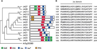The Molecular Basis of JAZ-MYC Coupling, a Protein-Protein Interface Essential for Plant Response to Stressors